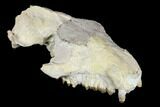 Oreodont (Merycoidodon) Partial Skull - Wyoming #113029-3